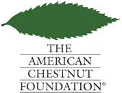 amchestnut.gif